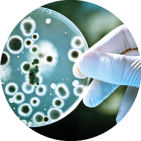 A petri dish being held by a gloved hand