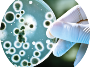 A petri dish being held by a gloved hand