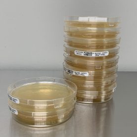Stack of Petri dishes