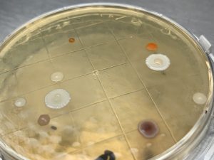 Choosing a Viable Air Sampler and Media Webinar – Sponsored by Bioscience International Image